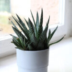 Jak wybrać idealną doniczkę?